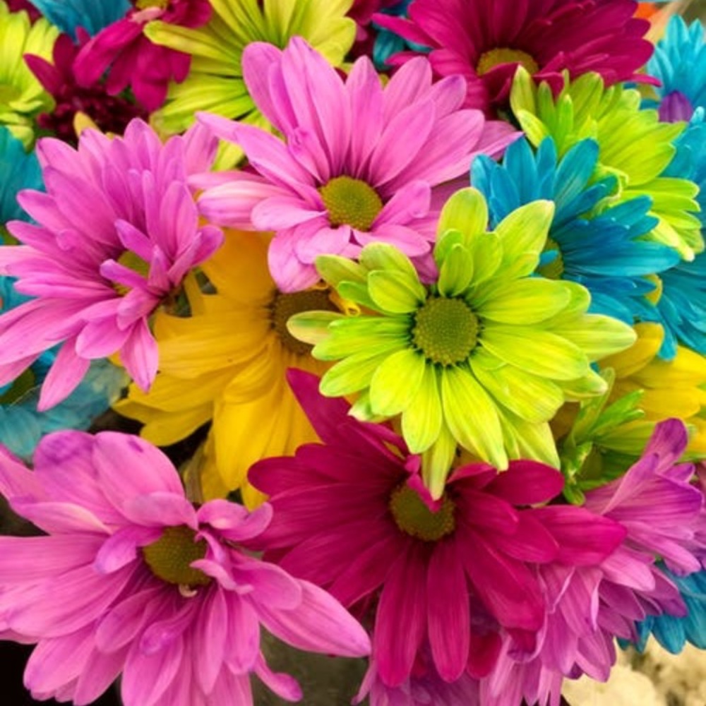 Meet your Posher, Annie